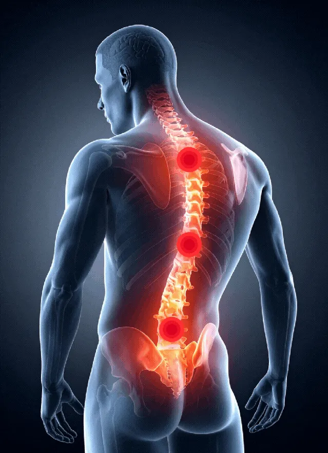 Illustration of the human spine, whose natural curve the roller is shaped to follow